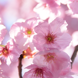 ご霊地の風景・桜