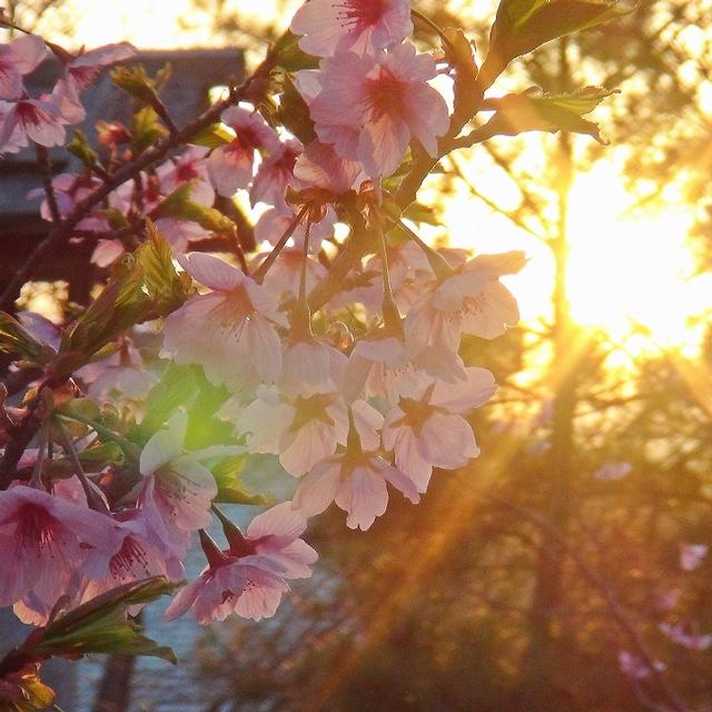 ご霊地の風景・桜